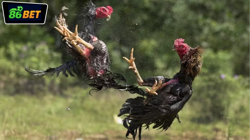 Ưu điểm nổi bật khi cược đá gà tiền thật 86BET