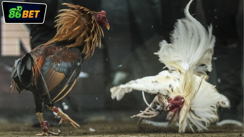 cuoc-da-ga-tien-that-86bet