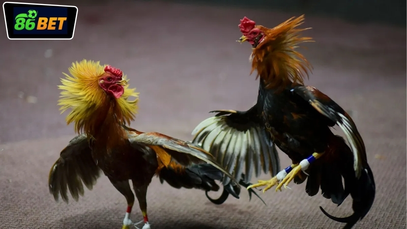 Giao diện và trải nghiệm xem đá gà Campuchia 86BET mượt mà