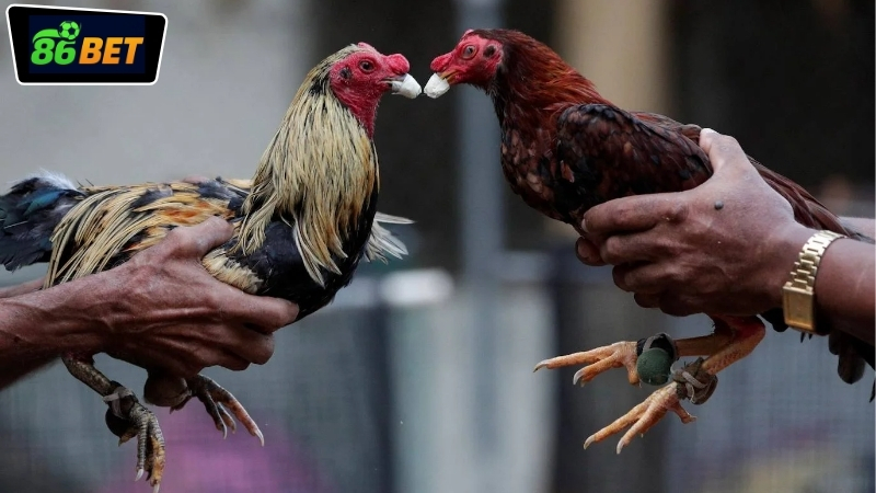 Cách tham gia đá gà miền Tây tại 86BET dành cho người mới