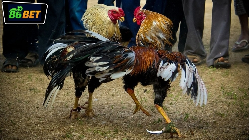 Giới thiệu nền tảng đá gà SV388 86BET